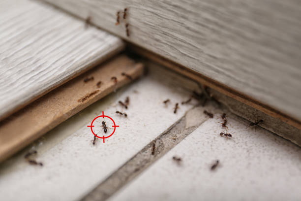 Best Best Pest Control Companies  in Springfield, KY