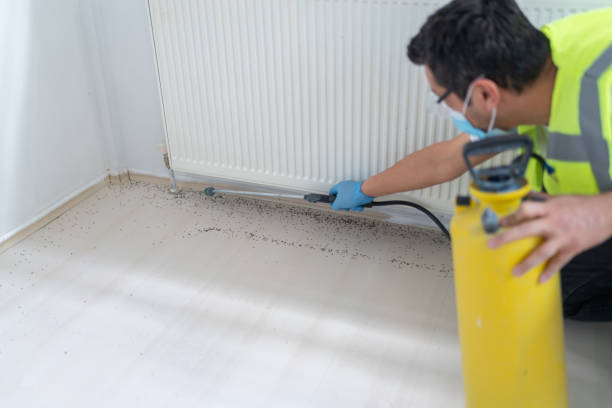 Best Flea Control Services  in Springfield, KY